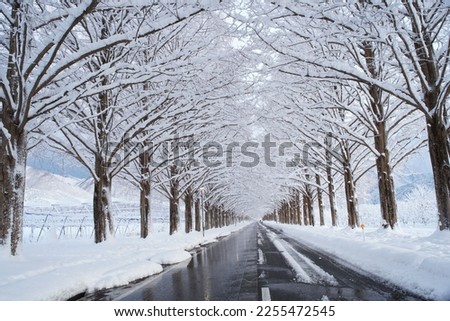 Metasequoia tree-lined road in winter and snow (Makino, Takashima City, Shiga Prefecture) Royalty-Free Stock Photo #2255472545