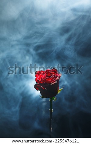 red rose on blue smoke background