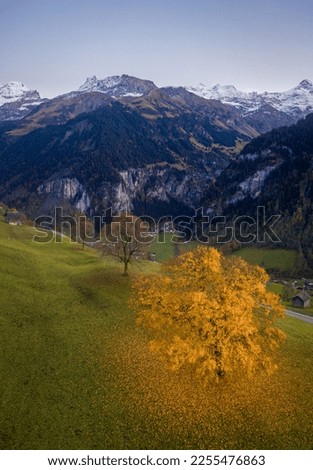 Yellow fallen leaves in the mountains