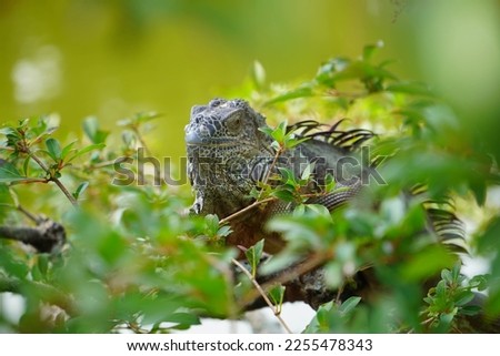 Iguana climbing a tree in Florida