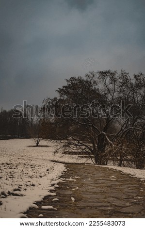 08.01.2023. Kragujevac, Serbia. Winter landscape on a cloudy day. Photo shoot in the park.