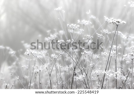 Foggy landscape. Field in morning october mist Royalty-Free Stock Photo #225548419