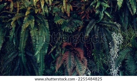 Full Frame of colorful Leaves Pattern Background, Nature Lush Foliage Leaf Texture, tropical leaf Royalty-Free Stock Photo #2255484825