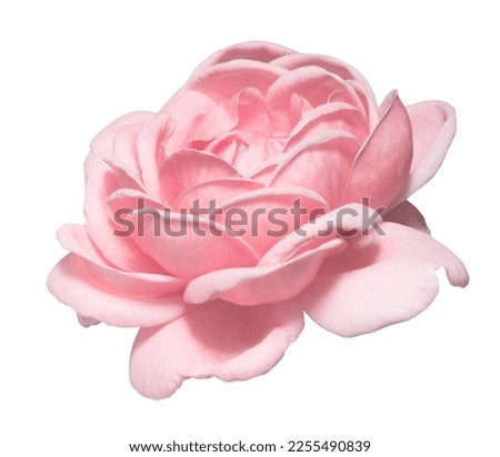 pink roses on a isolate white background with cutout.front view. Royalty-Free Stock Photo #2255490839