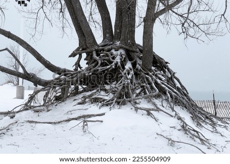 Up close picture of the roots of a tree at the Warren Dunes.