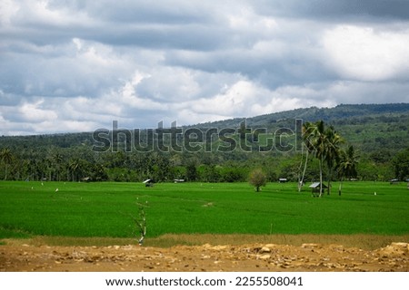 rice field area that stretches wide and green, picture taken during the day