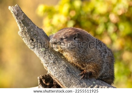 Groundhog doesn't see its shadow. Woodchuck (Marmota monax) keeps its eyes closed for its spring prediction on groundhog day.  Snoozing napping sleeping rodent. Taken in controlled conditions    Royalty-Free Stock Photo #2255511925