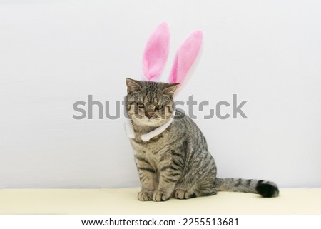 Beautiful small scottish straight kitten sitting with colored easter ears on grey background. Happy easter cat. Copy space