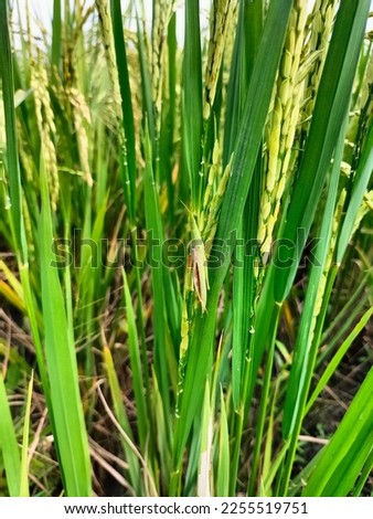 a picture of a locust that is perched on a rice plant and becomes a pest for farmers

