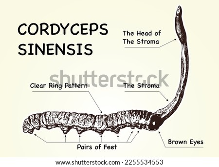 Cordyceps Sinensis in old background, CHONG CAO, DONG CHONG XIA CAO or mushroom cordyceps .Vector illustration.