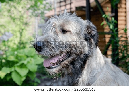Portrait of an Irish wolfhound on a blurred green background. A large gray dog looks forward with interest. Selective focus image.dog outdoors on a sunny day. Royalty-Free Stock Photo #2255535369