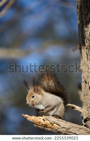  one squirrel in winter hokkaido