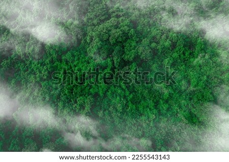 Aerial view of dark green forest with misty clouds. The rich natural ecosystem of rainforest concept of natural forest conservation and reforestation.