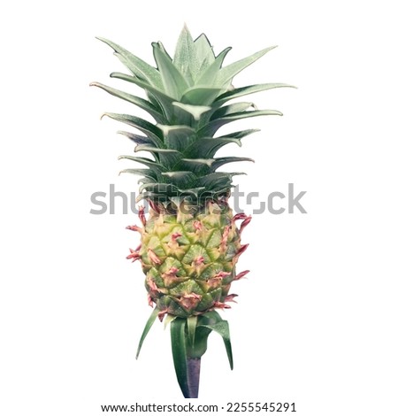 A young plant of the pineapple. Ananas comosus is a perennial herbaceous plant, a species of the genus Pineapple of the Bromeliaceae family, isolated on a white background