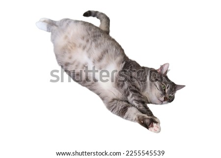Grey cat stretched out on the bed lying on its back, green eyesWoman hold a Chinese tea ceremony with a teapot, isolated on a white background