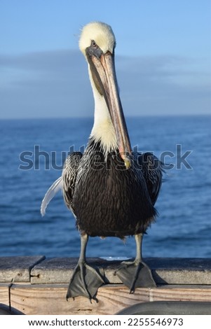 Pelican on the Pensacola Pier