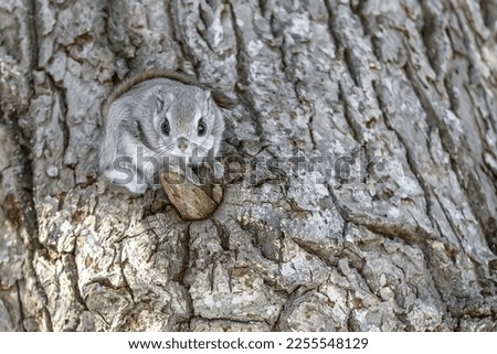 Flying squirrel coming out of its burrow. Flying squirrel, inside a hole in an old tree