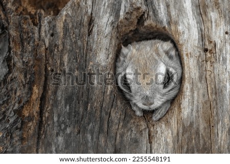 Flying squirrel coming out of its burrow. Flying squirrel, inside a hole in an old tree