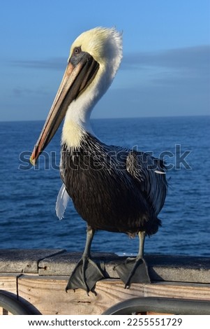 Pelican on the Pensacola PIer