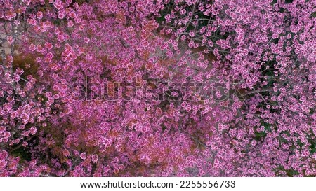 Aerial view road in mountain with pink flower, Mountain winding road with sakura pink flower, Pink cherry blossom tree with road in mountain, Nature landscape in springtime. Royalty-Free Stock Photo #2255556733