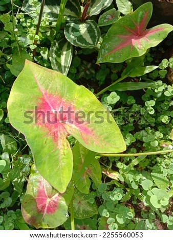 Caladium leaves grow naturally with a green pattern, with a hint of red in it. Close-up photo.


 Royalty-Free Stock Photo #2255560053