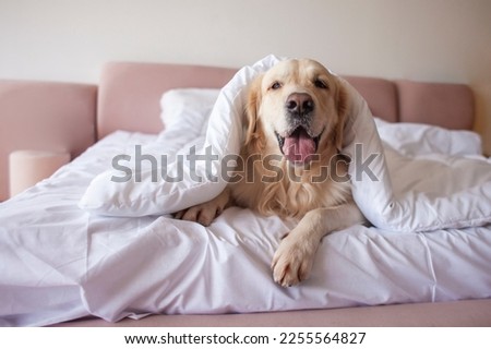 cute dog lies on bed under blanket with his tongue hanging out and looks at the camera, golden retriever is covered in bedspread in the morning, copy space Royalty-Free Stock Photo #2255564827