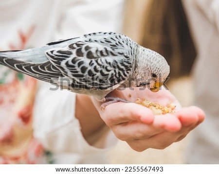 Bright, cute parrot and a young woman holding food on her hand. Close-up, indoors. Studio photo. Day light. Concept of care, education and raising pets