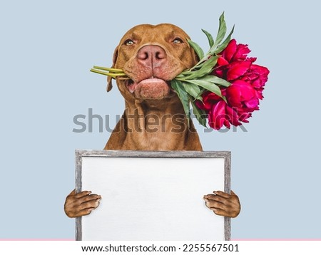 Lovable, pretty brown puppy, bouquet of flowers and empty board for your inscriptions. Closeup, indoors, studio photo. Congratulations for family, loved ones, relatives, friends and colleagues