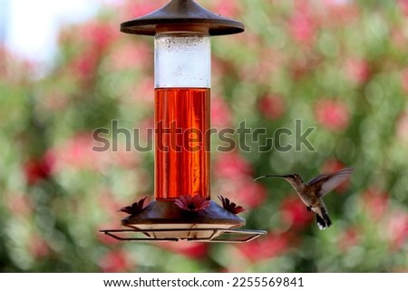 close up of hummingbird in the garden flaying and eating from feeder. High quality photo