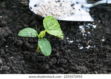 Cucumber seedling just planted in to soil, cucumber plant fertilized with crushed eggshells, gardening and growing cucumbers concept, copy space