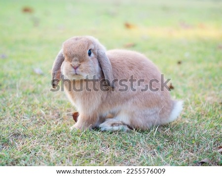 Baby orange holland lop rabbit at garden. Lovely action of young rabbit in field at evening. Royalty-Free Stock Photo #2255576009