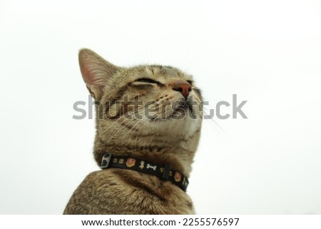 Cat picture with white background. Cute cat. 