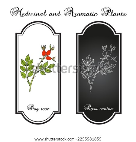 Dog rose (Rosa canina), edible and medicinal plant. Hand drawn botanical vector illustration Royalty-Free Stock Photo #2255581855