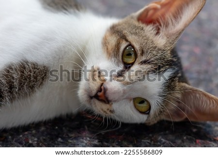 Cute cat looking at camera while she is laying on the carpet.