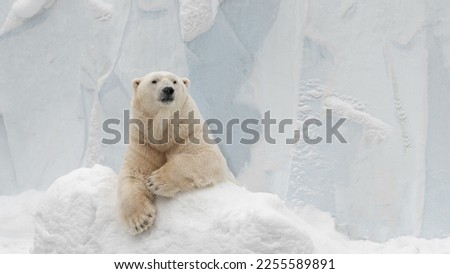 Funny polar bear. Polar bear sitting in a funny pose. white bear. Royalty-Free Stock Photo #2255589891