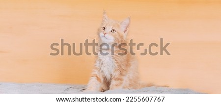 Cat Copy Space Background In Calming Coral Color Colour. Young Red Maine Coon Kitten Cat Sitting On Sofa. Coon Cat, Maine Cat, Maine Shag. Amazing Pets Pet. Portrait On Backdrop In Yellow Light Orange