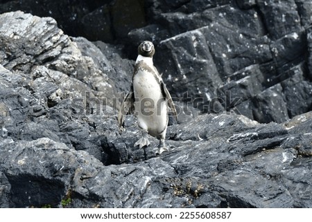 Humboldt Penguin Reserva Nacional Pinguino de Humboldt