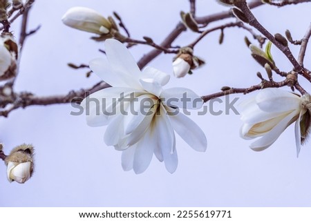 Delicate white magnolia flower on a branch side view on a white background in spring. Soft pastel white color