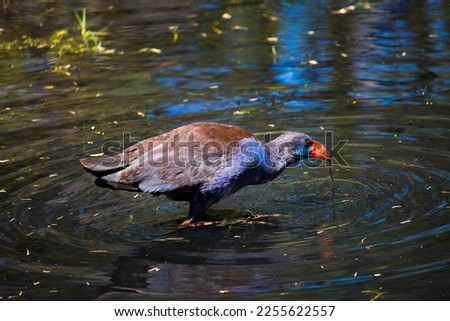 A brilliantly feathered Purple swamp hen porphyria porphyria standing in the cool lake is getting roots and grass to eat at Dalyellup Lakes, Western Australia in mid -summer.