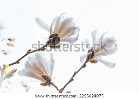 Branch with white magnolia flowers in early spring before the leaves appear against a cloudy sky