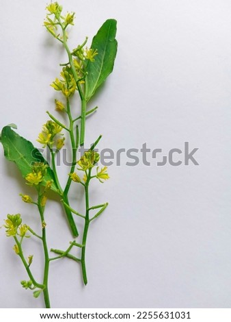 small yellow flowers on white background. yellow flower or Rorippa Palustris 