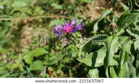 Squarrose knapweed, bright purple wild flower. Autumn shot