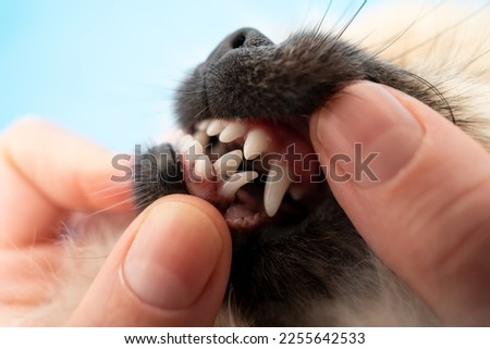 Pomeranian puppy and dental issues, malocclusion and baby teeth closeup, double milk fang Royalty-Free Stock Photo #2255642533