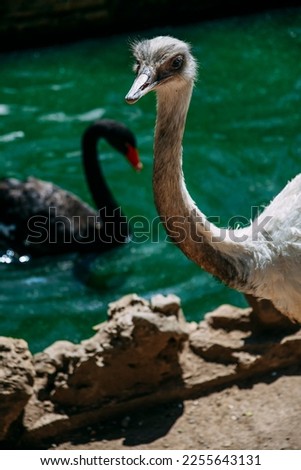 Exotic ostrich emu bird on a summer day. A black swan in the background in a lake. High quality photo