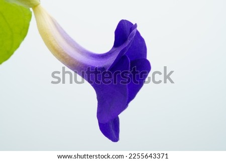 Close up of colorful purple-blue Thunbergia Erecta flower, common name include Bush Clock Vine or king's mantle. Macro shot and soft focus with isolated bright background.