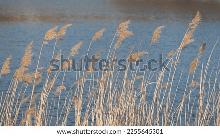 dramatic sunrise over the calm river in spring with bent grass against sun. Daugava, Latvia. High quality photo
