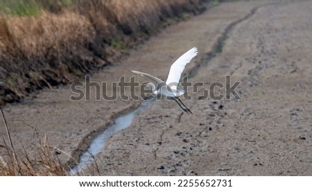 egret flying over the field