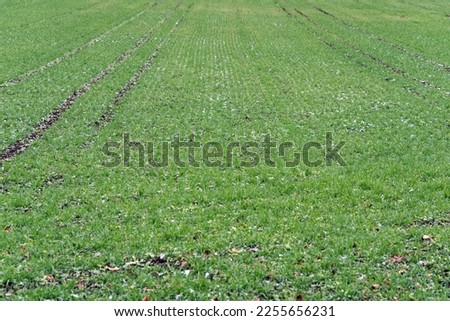 Close-up of freshly planted agriculture field at City of Zürich district Schwamendingen on a cloudy and gray winter day. Photo taken January 29th, 2023, Zurich, Switzerland.