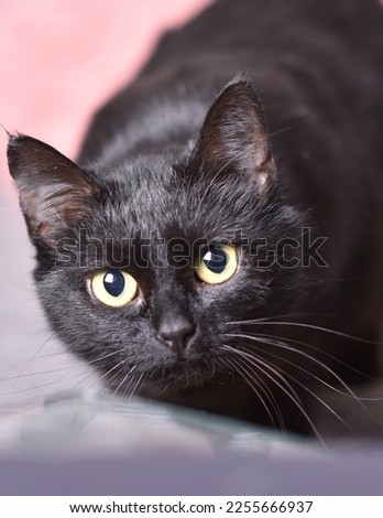 
Pure black shiny velvet cat