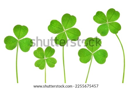 three-leaf and four-leaf clover in a row on a white isolated background Royalty-Free Stock Photo #2255675457